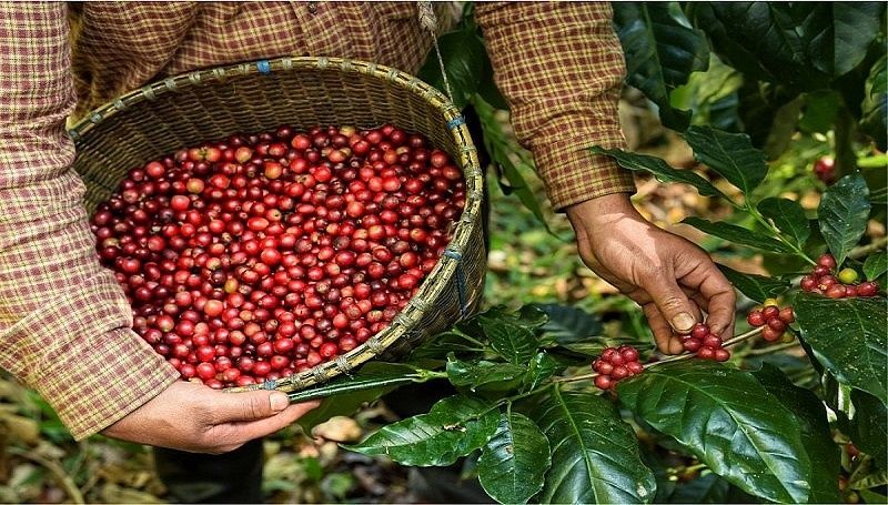 Giá cà phê hôm nay 21/9: Tây Nguyên ổn định, chờ tín hiệu từ thị trường thế giới