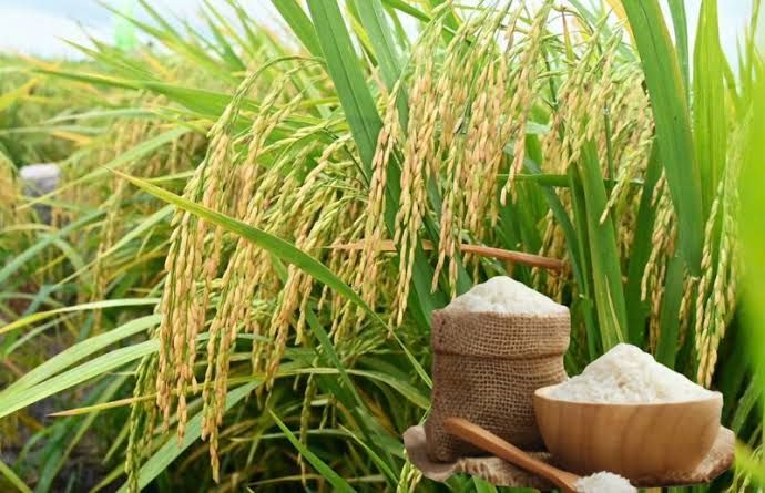 Giá lúa gạo hôm nay 24/9: Lúa tươi tăng, gạo nguyên liệu phân hóa