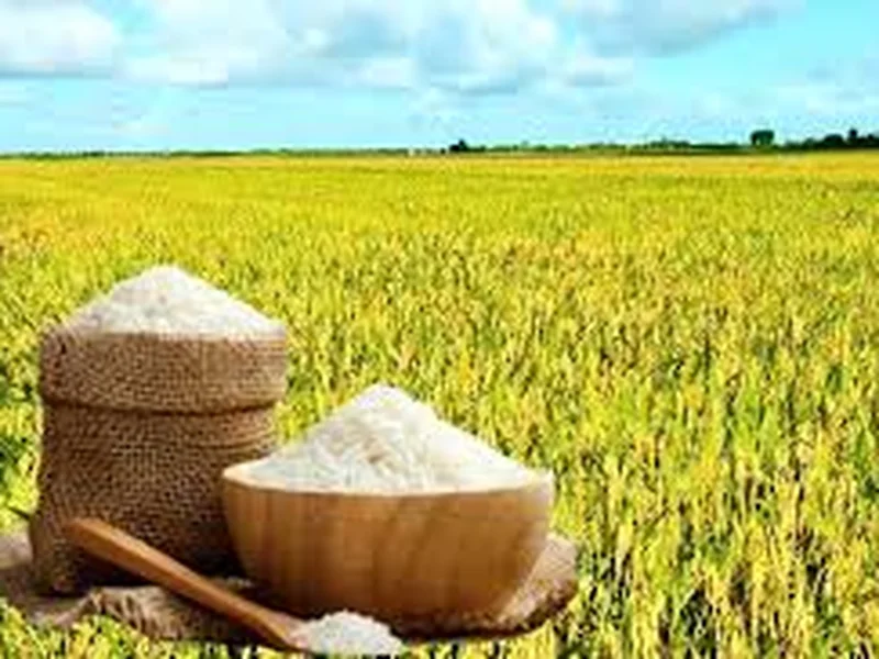 Giá lúa gạo hôm nay 28/9: Thị trường giữ ổn định, lúa Thu Đông tăng nguồn cung