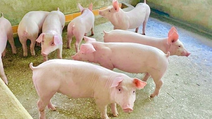 Giá heo hơi hôm nay 28/9/2026: Mốc 60.000 đồng/kg không còn xuất hiện