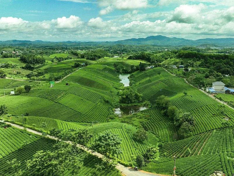 HTX ở Thái Nguyên kết hợp sản xuất xanh với chuyển đổi số, nâng giá trị nông sản