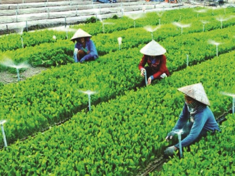 Hợp tác xã: Động lực thúc đẩy phát triển công nghiệp nông thôn