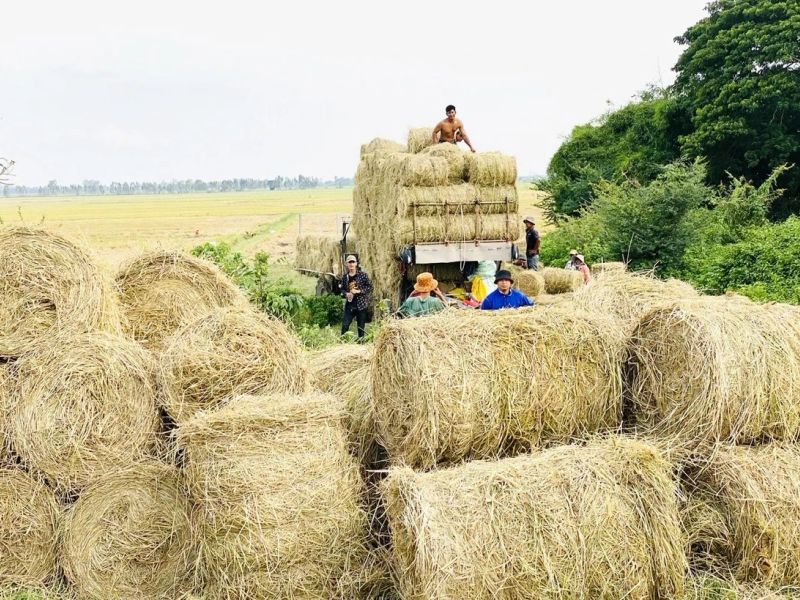 Từ rơm rạ đến nguồn tài nguyên cho nông nghiệp xanh