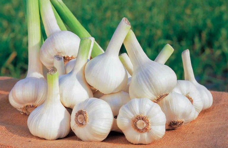 Kết quả nghiên cứu máy thu hoạch tỏi áp dụng cho vùng  Sản xuất tập trung ở Việt Nam