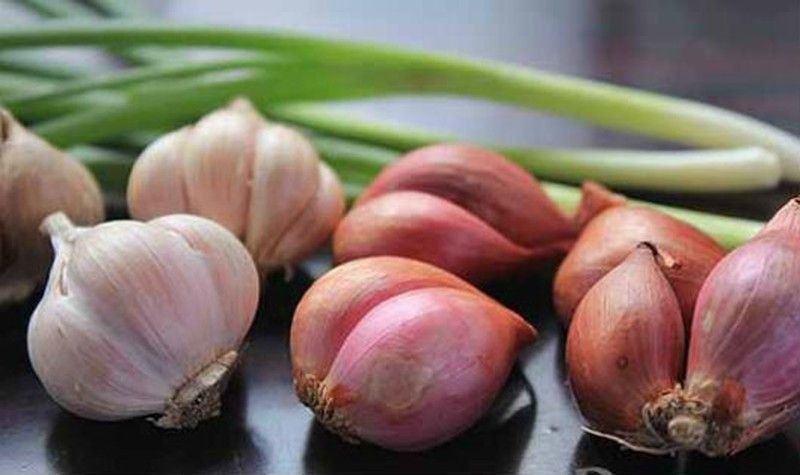 Kết quả nghiên cứu ứng dụng cơ giới hóa đồng bộ sản xuất hành củ, tỏi tại vùng sản xuất tập trung